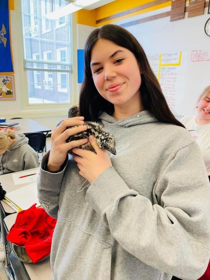 Sophomore Jacquelynn Posternack holds the first emu that hatched on the Monday following FFA week. we have now had two emus hatch. 
