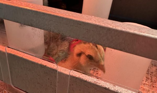Chicks hatch in Irvin's class